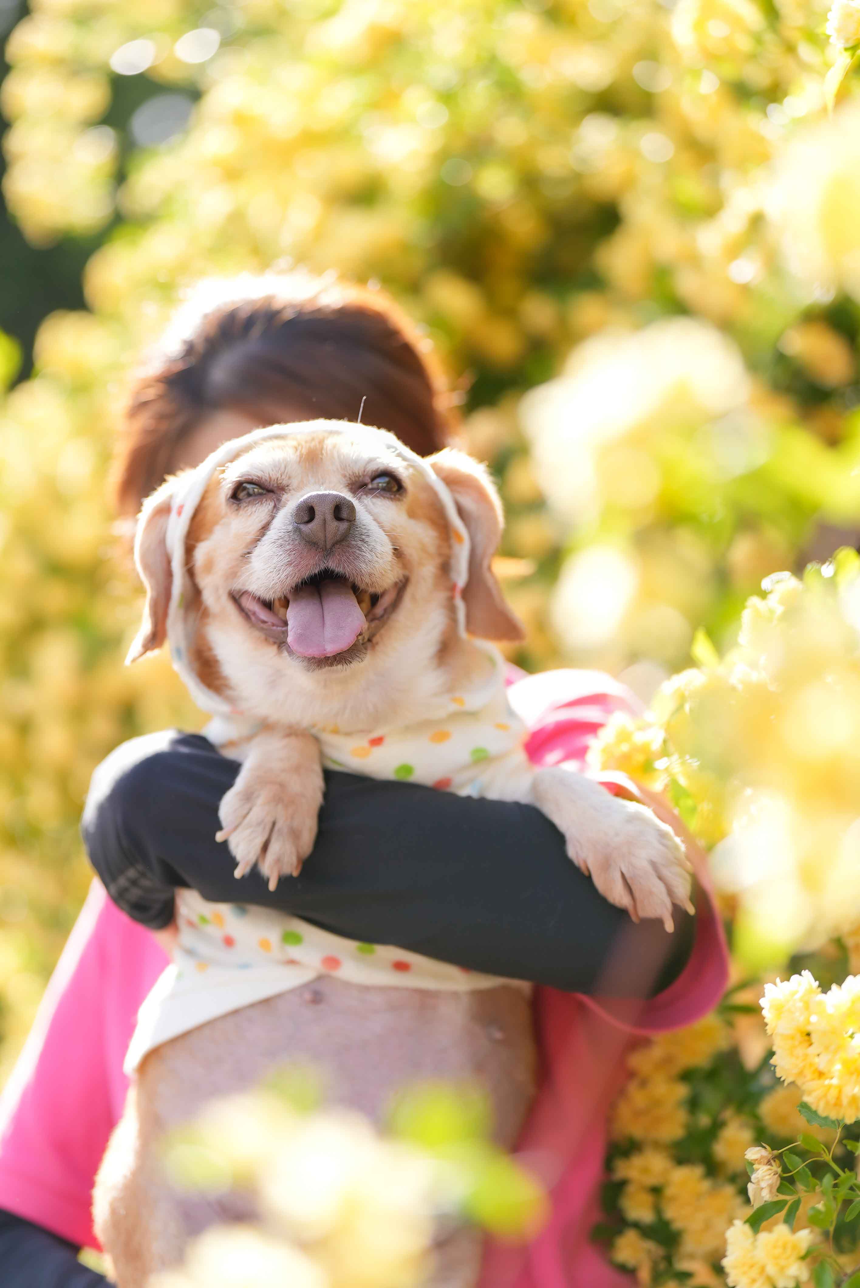 黄色い花に囲まれ、飼い主に抱かれて笑顔を見せる犬を写したFlog Filmのペット写真